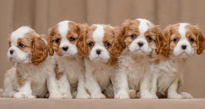 Analysis calls for breed-specific dog population management